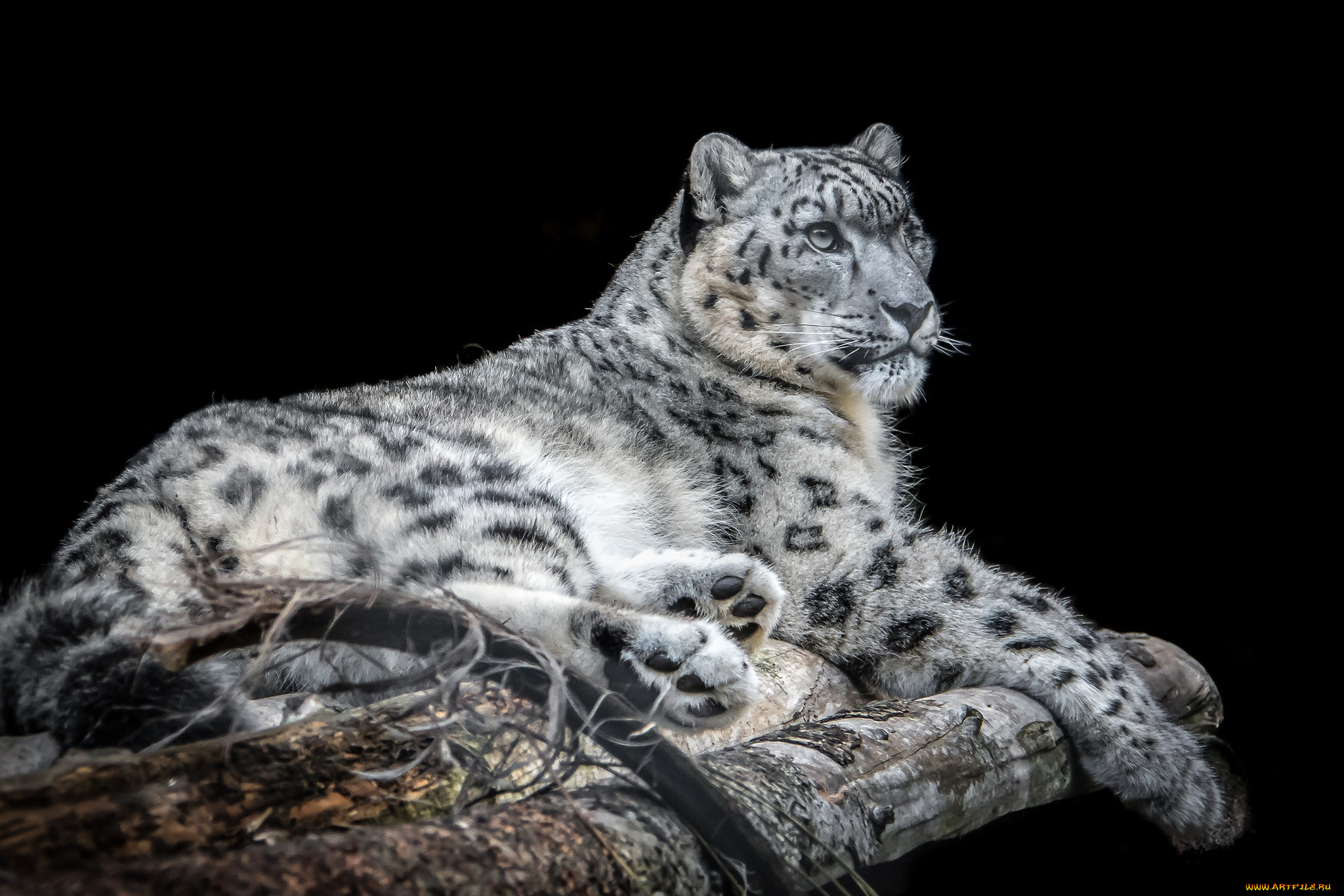 Картинки снежного барса. Снежный Барс. Irbis Snow Leopard. Пантера Ирбис. Снежный Барс (Ирбис, снежный леопард).